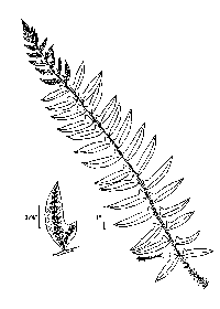 drawing of polystichum acrostichoides plant parts